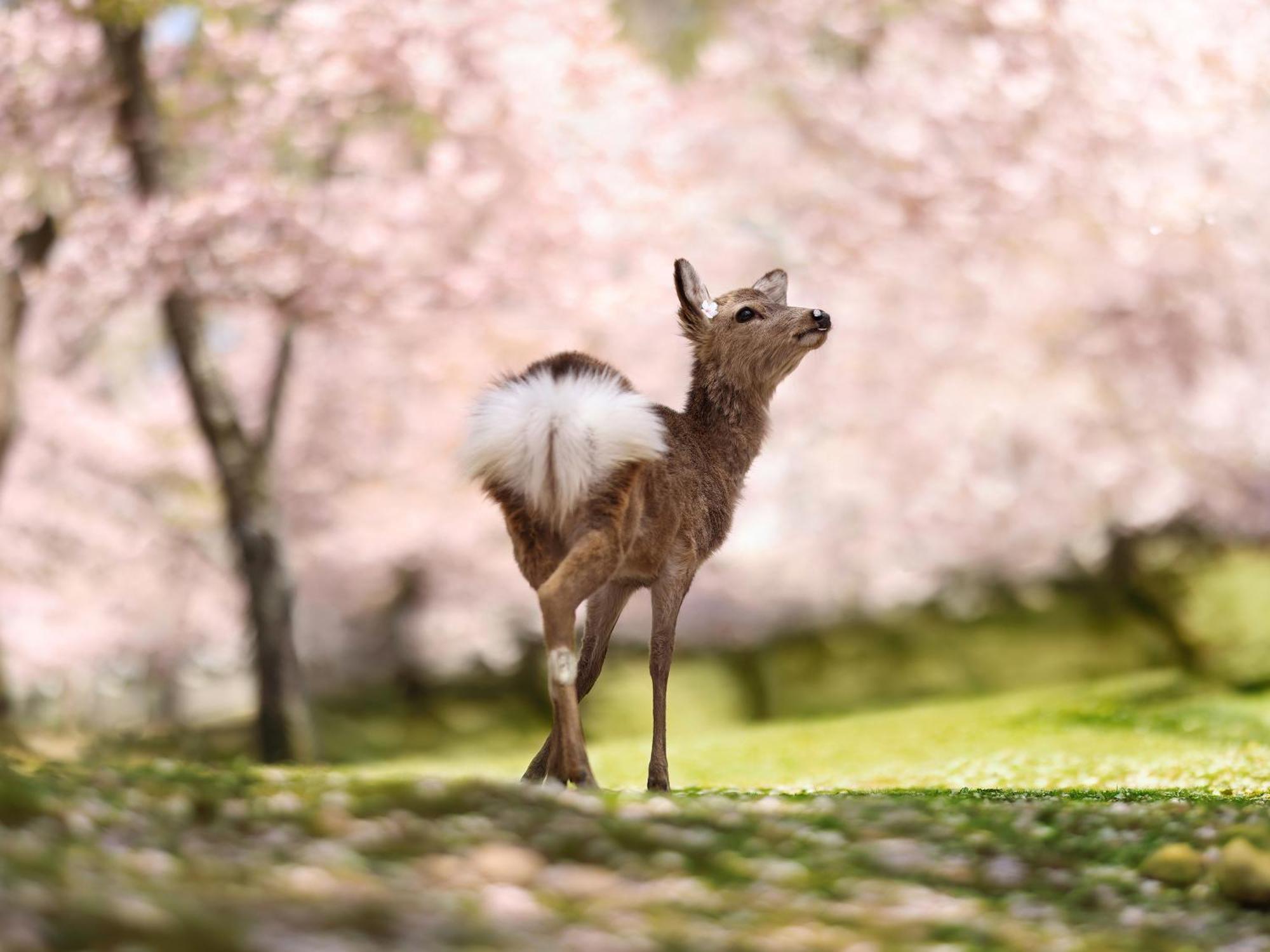 Grand Mercure Nara Kashihara Kashihara  Esterno foto